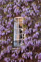 Wisteria sinensis growing against building. One of the oldest specimens in England brought from China in 1816. Fuller's Brewery in Chiswick, West London, UK.
