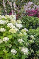 Border with Hydrangea arborescens 'Strong Annabelle' with Pittosporum tobira 'Nanum', Hydrangea arborescens 'Ruby' and birch in background