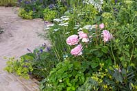 Rosa 'Olivia Rose Austin' features in naturalistic border next to brick pavers. The Naturecraft Garden - Hampton Court Flower Festival 2019 