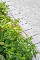 Mint growing in border infront of resin bound pathway with contemporary stone edging