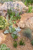 Rock and gravel garden with drought tolerant plants including Festuca glauca, Thymus, Santolina, Salvia argentea and Eryngium. The Thames Water Flourishing Future Garden - Hampton Court Flower Festival 2019