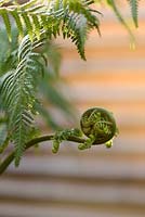 Dicksonia antarctica - Tree fern - with unfurling frond. 