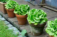 Row of container-grown salad crops stand on decking outside garden shed.
