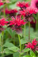 Monarda didyma 'Fireball'