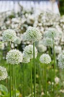 Allium 'Mount Everest' - Ornamental onion 'Mount Everest' 