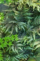 Athyrium niponicum var. pictum 'Apple Court' - Painted Lady Fern 'Apple Court'