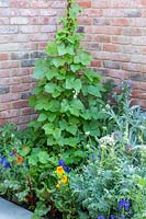 Creating a green corner: Runner beans on teepee, surrounded by other planting. The Hartley Botanic Garden. Designer: Catherine MacDonald. Sponsor: Hartley Botanic. 