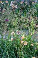 Briza media and Geum 'Mai Tai'. The Winton Beauty of Mathematics Garden. The RHS Chelsea Flower Show, 2016. Designer: Nick Bailey, Sponsor: Winton.
