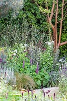 Planting by Stewartia pseudocamellia and Pinus sylvestris 'Glauca' includes Lupinus 'Masterpiece', Salvia officinalis 'Purpurascens'. The Winton Beauty of Mathematics Garden. The RHS Chelsea Flower Show, 2016. Sponsor: Winton.
