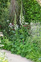 Digitalis purpurea 'Alba' in border in The Winton Beauty of Mathematics Garden. The RHS Chelsea Flower Show, 2016. Sponsor: Winton.