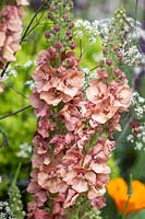 Verbascum Cotswold Group 'Cotswold Beauty' - Mullein 'Cotswold Beauty'
