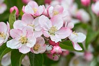 Malus 'Butterball' - Crab apple 'Butterball' blossom