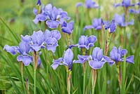 Iris sibirica 'Silver Edge' - Siberian Iris 'Silver Edge'