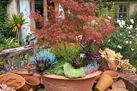 Succulents in large terracotta pot. 