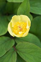 Paeonia mlokosewitschii