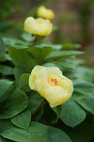 Paeonia mlokosewitschii