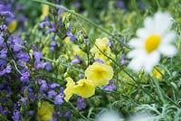 Salva officinalis and Helianthemum 'Wisley Primrose' with Anthemis cupaniana in the foreground