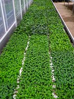 Bedding plant plugs of Verbena hybrida 'Twister' in greenhouse in February, Norfolk, UK. 
