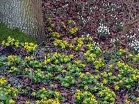 Naturalised Eranthis hyemalis - Winter Aconite - near base of tree with Galanthus - Snowdrop nearby