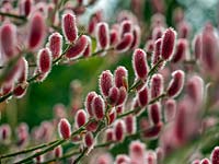 Salix gracilistyla 'Mount Aso' - furry Pussy Willow catkins 