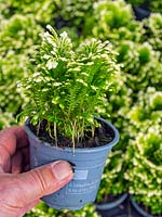 Selaginella martensii 'Jori' in plastic pot undercover on a garden nursery