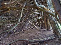 Taxus baccata 15th Century European yew tree hedge from the inside 