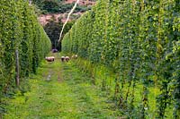 Commercial Hops Humulus lupulus growing in Nelson New Zealand