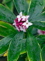 Daphne odora 'Aureomarginata' - Winter Daphne flowering early March. 