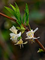 Lonicera x purpusii - Winter flowering honeysuckle 