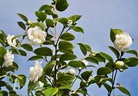 Camellia japonica 'Nobilissima'