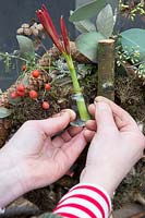 Attaching a Hippeastrum flower in glass vase to an arrrangement using wire