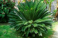 Cycas revoluta - Cycas