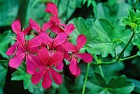 Pelargonium - Ivy-leaved Geranium 