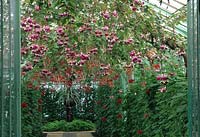 Flowering Fuchsia trailing from ceiling of glasshouse. 