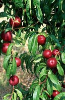 Prunus persica - Nectarine - fruit weighing down branches