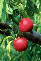 Prunus persica - Nectarine - fruit on tree
