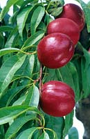 Prunus persica - Nectarine