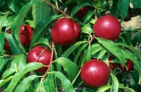 Prunus persica - Nectarine