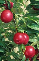 Prunus persica - Nectarine 