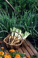 Tragopogon porrifolius - Salsify - harvested roots near growing plants