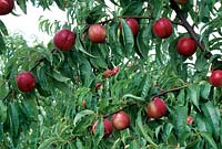 Prunus persica - Nectarine - ripe fruit weighing down branches 