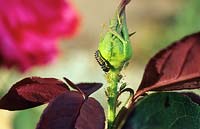 Aphid - Greenfly - with Ladybird larva on a Rosa - Rose - bud 