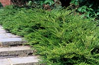 Lonicera pileata - Privet Honeysuckle - low hedge beside steps