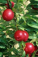 Prunus persica - Nectarine - ripe fruit on tree