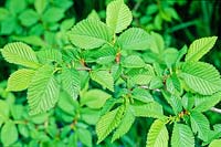 Ulmus minor - Field Elm 