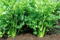 Apium graveolens dulce - Celery 
