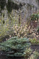 Winter border in the South Garden at the Bishop's Palace, Wells in March featuring Edgeworthia chrysantha 'Red Dragon', Cornus alba 'Flaviramea', Picea pungens 'Globosa' and skimmias.