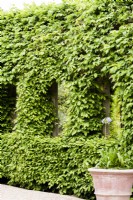 Hornbeam clad green oak tunnel with windows in the Collector Earl's Garden at Arundel Castle, West Sussex in May