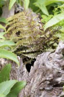 Japanese painted fern, Athyrium niponicum var. pictum, in the Stumpery at Arundel Castle Gardens, West Sussex in May