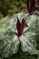 Trillium sessile in April